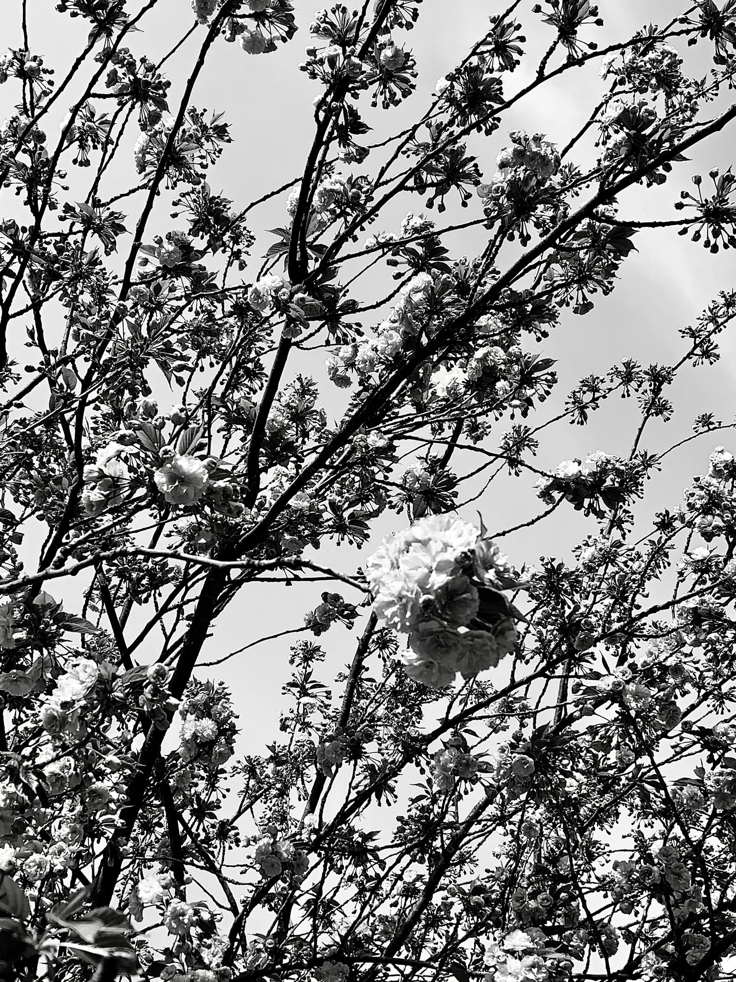 Blühender Baum vor grauem Himmel